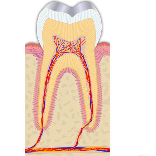 Terapia endodontica