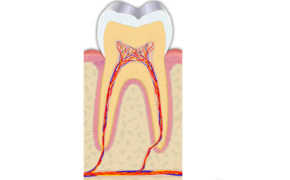 Terapia endodontica